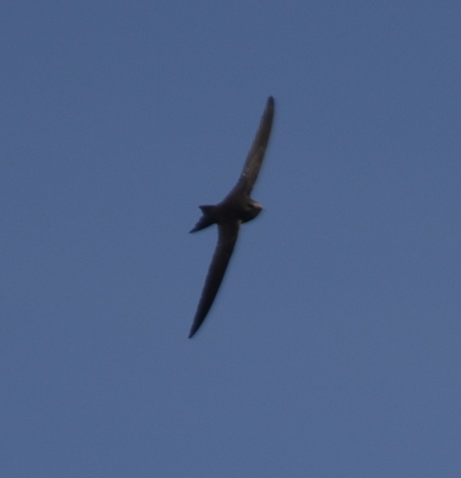 Common Swift - ML618911648