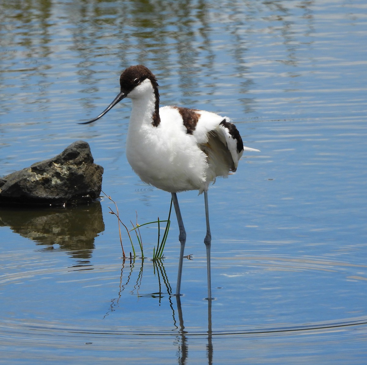 Pied Avocet - Lynn Scarlett