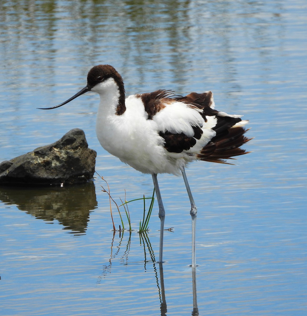 Pied Avocet - Lynn Scarlett