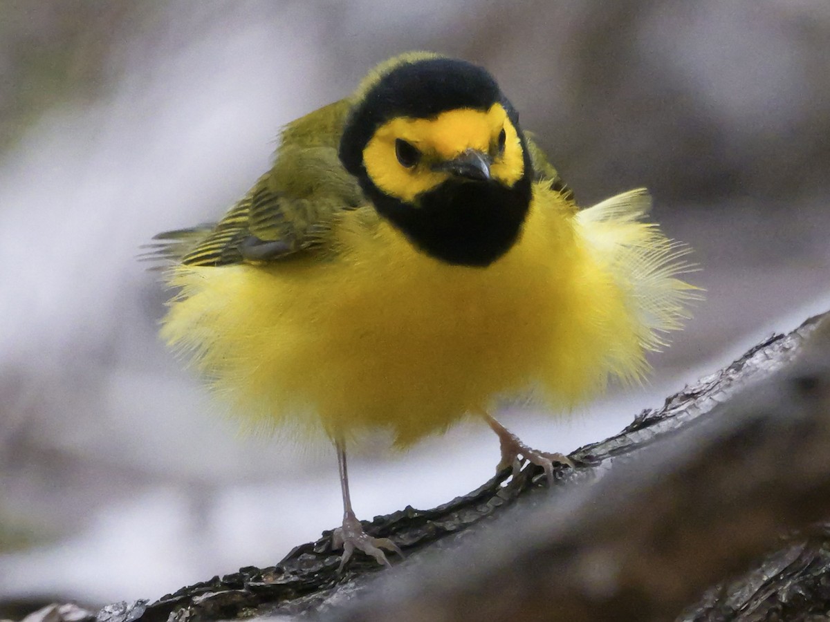 Hooded Warbler - ML618911654