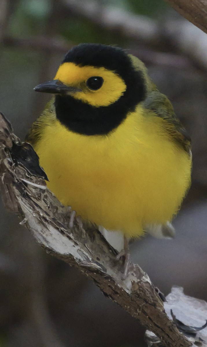 Hooded Warbler - ML618911655