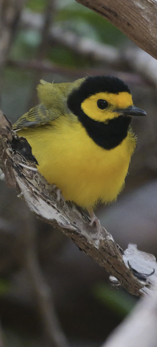 Hooded Warbler - ML618911657