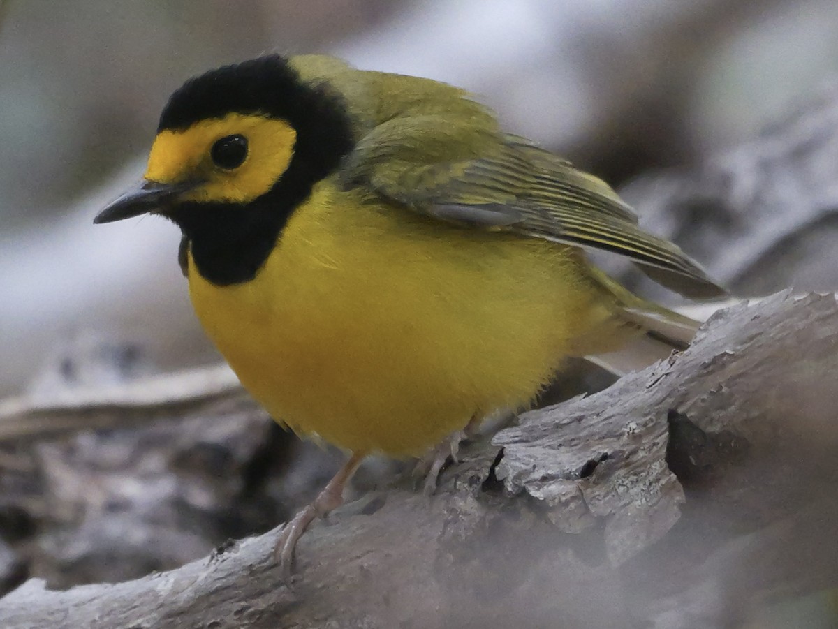 Hooded Warbler - ML618911659