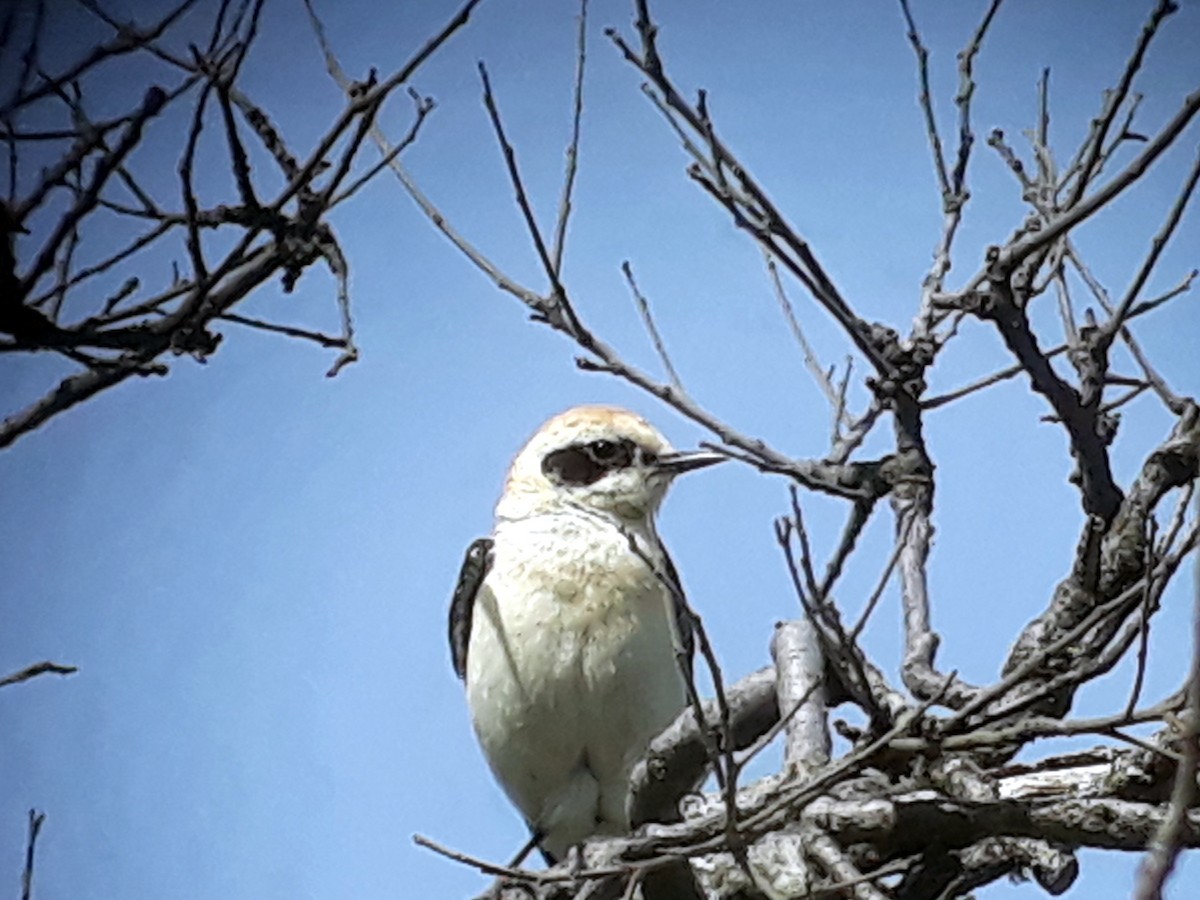 Western Black-eared Wheatear - ML618911660