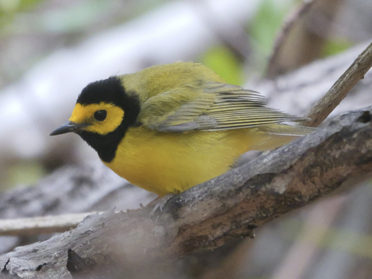 Hooded Warbler - ML618911661