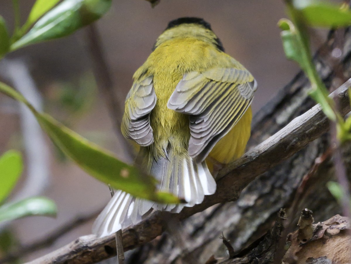 Hooded Warbler - ML618911663