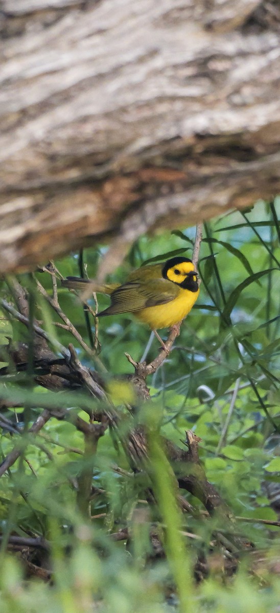 Hooded Warbler - ML618911664