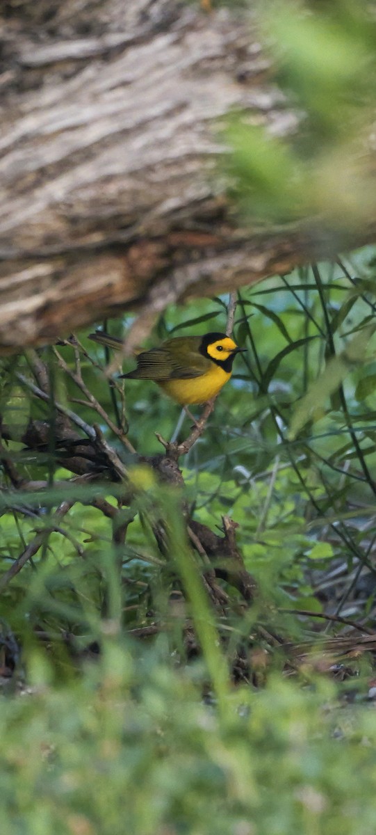 Hooded Warbler - ML618911666