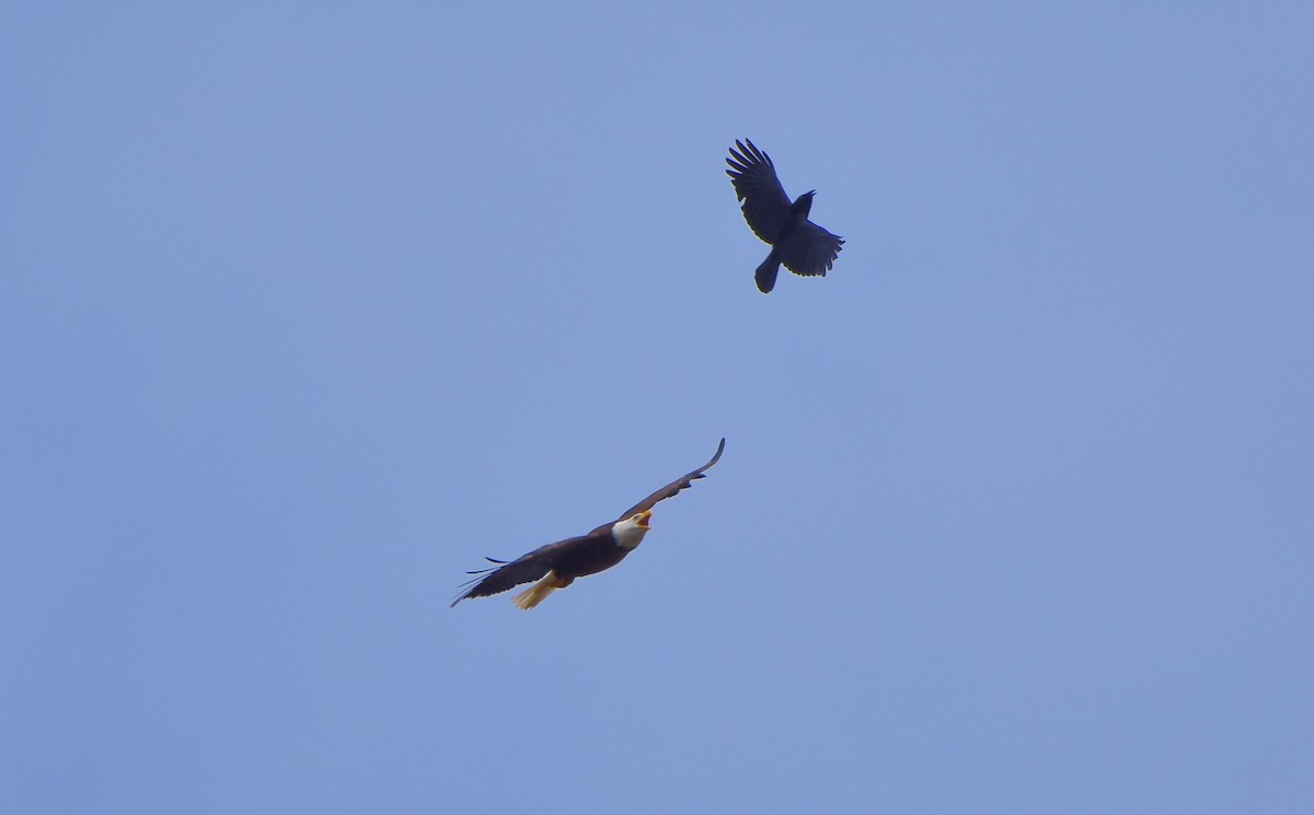 American Crow - ML618911673