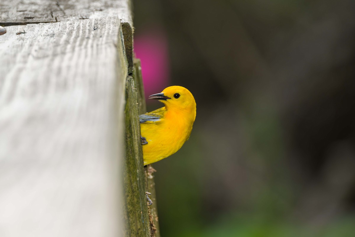 Prothonotary Warbler - Steve Burkholder