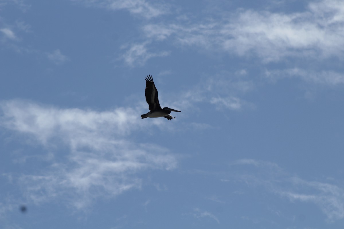 Peruvian Pelican - ML618911684