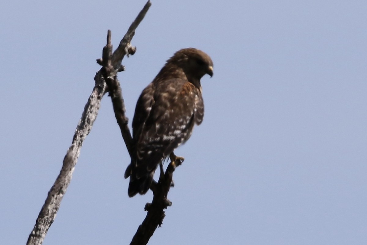 Red-shouldered Hawk - ML618911685