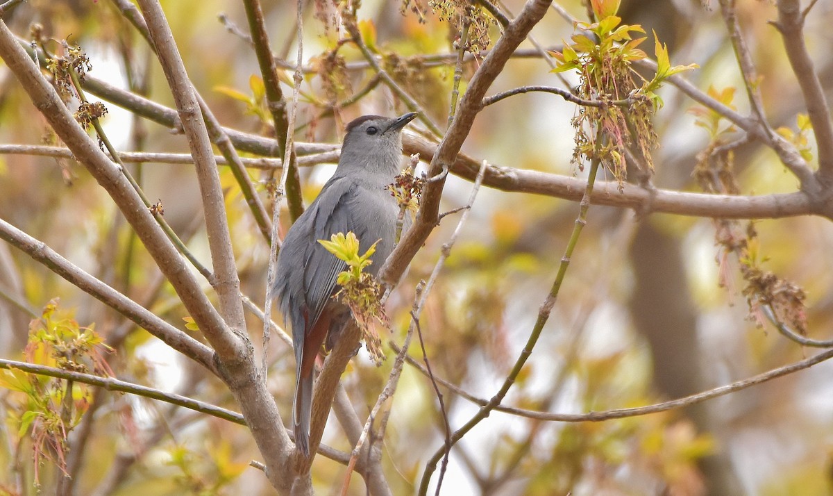 Gray Catbird - ML618911713