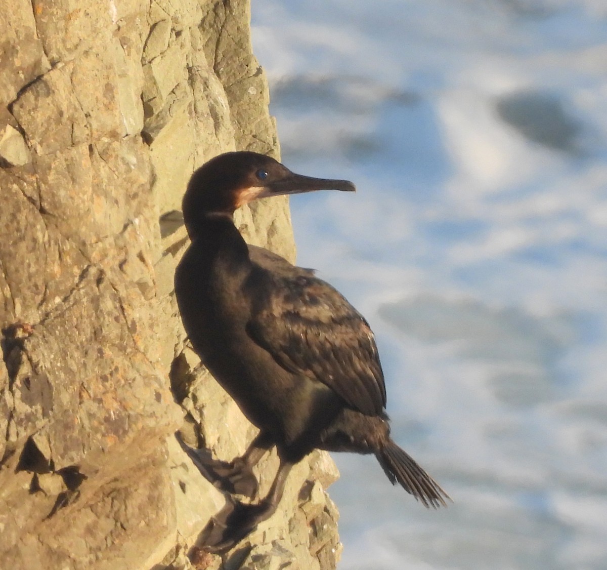 Brandt's Cormorant - ML618911718