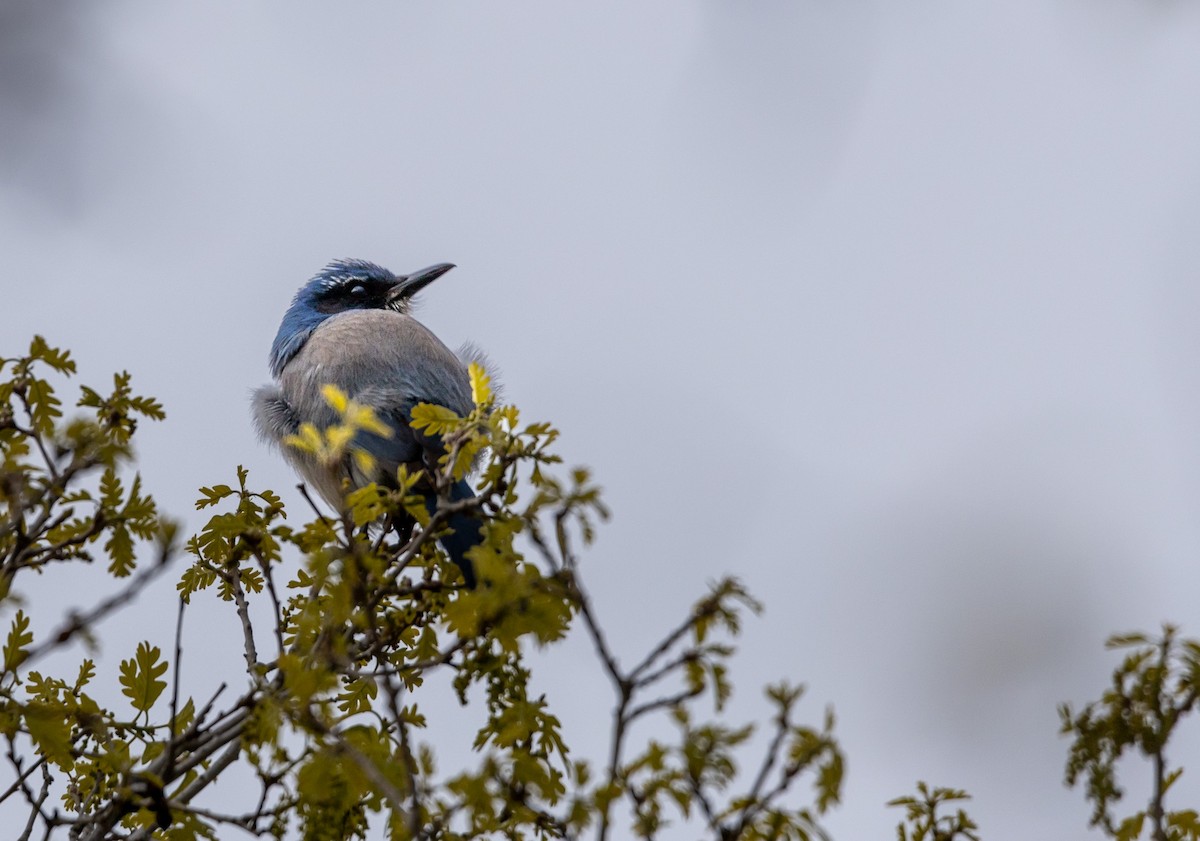 Woodhouse's Scrub-Jay - Dan Stambaugh