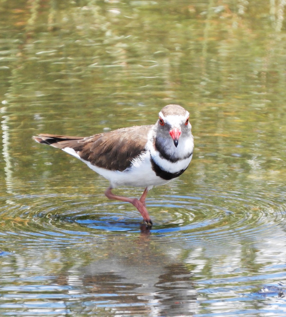 Three-banded Plover - Lynn Scarlett