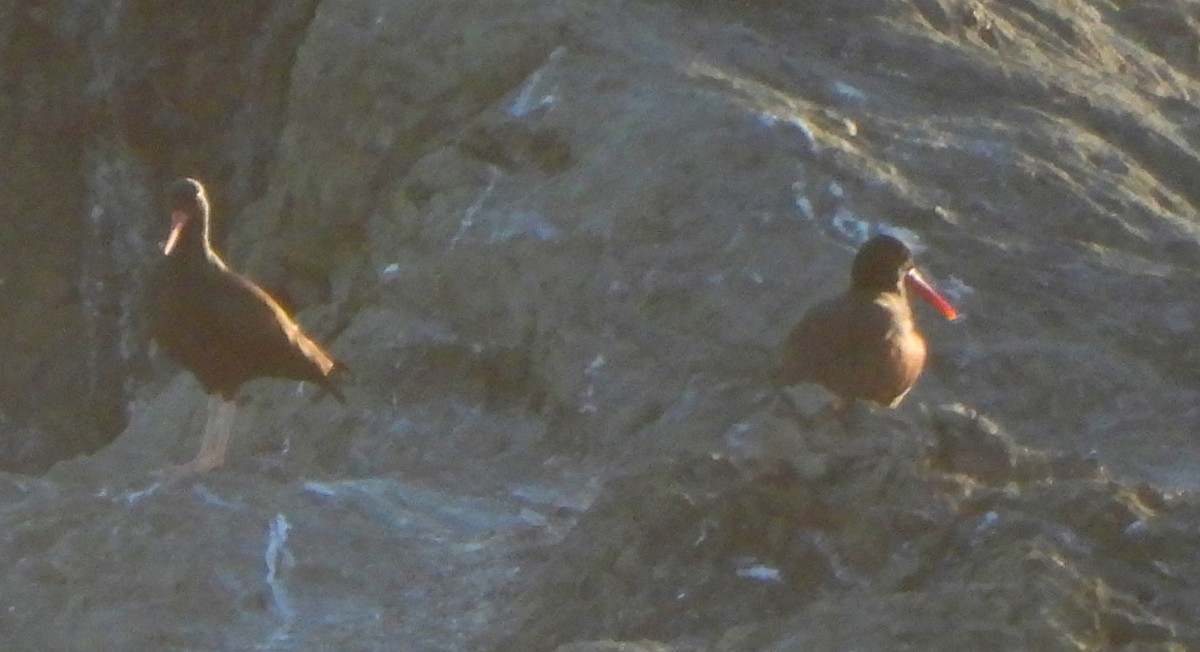 Black Oystercatcher - ML618911760