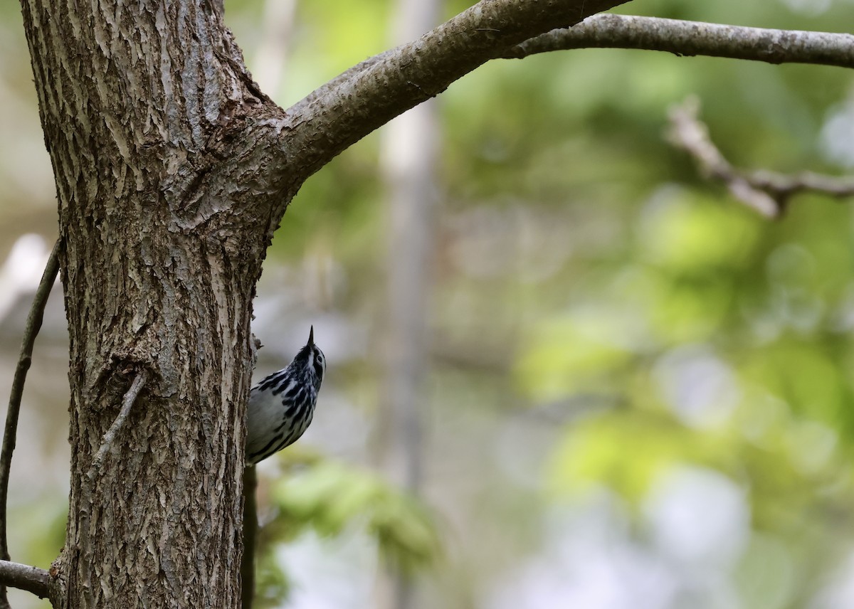 Black-and-white Warbler - Lisa Goodwin