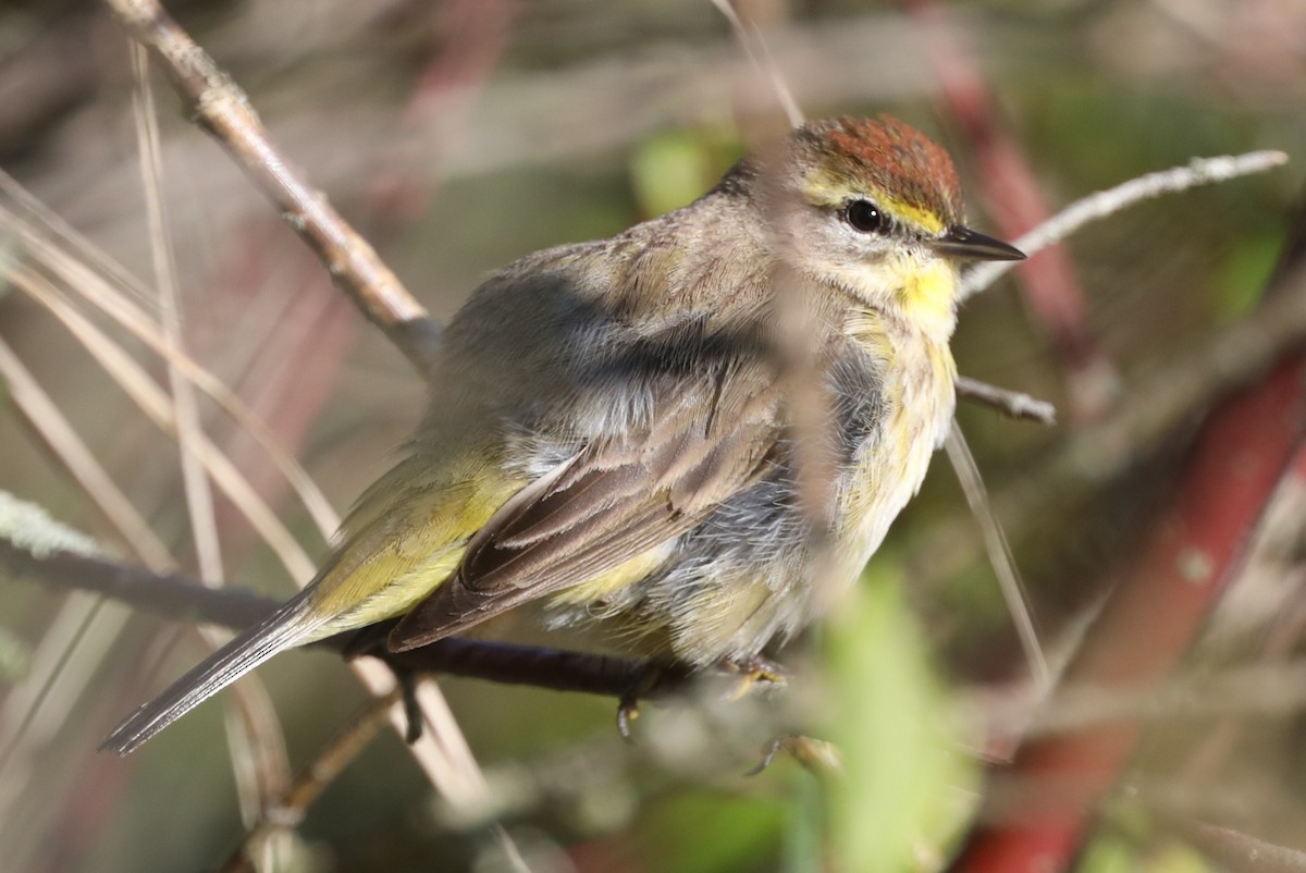 Palm Warbler - ML618911762