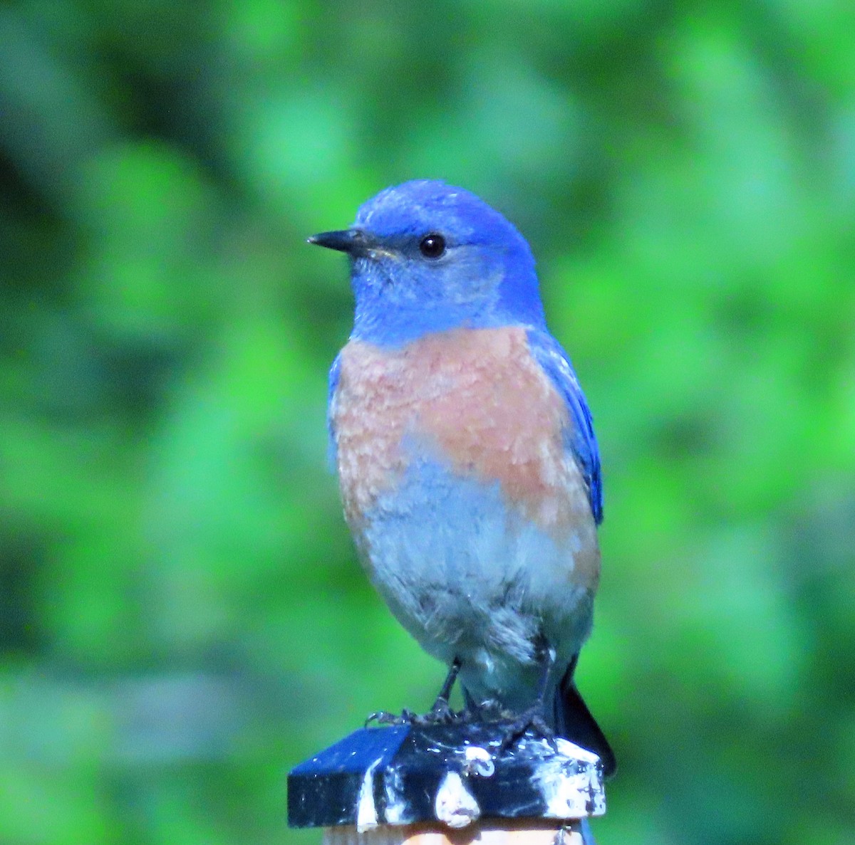 Western Bluebird - ML618911769