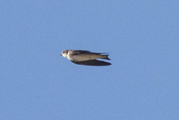 Bank Swallow - Kenny Younger