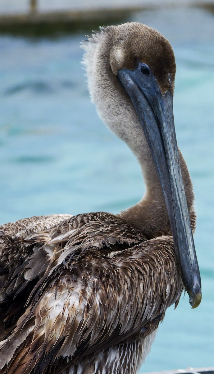 Brown Pelican (Atlantic) - Roger Horn