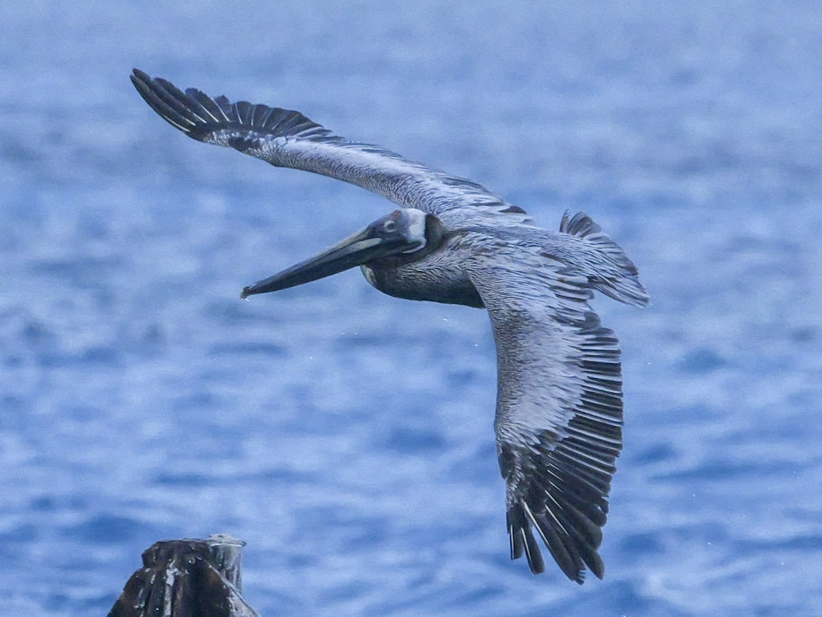 Brown Pelican (Atlantic) - Roger Horn