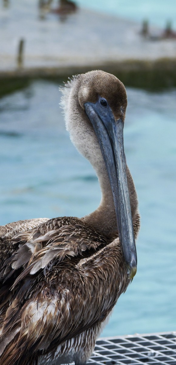Brown Pelican (Atlantic) - Roger Horn