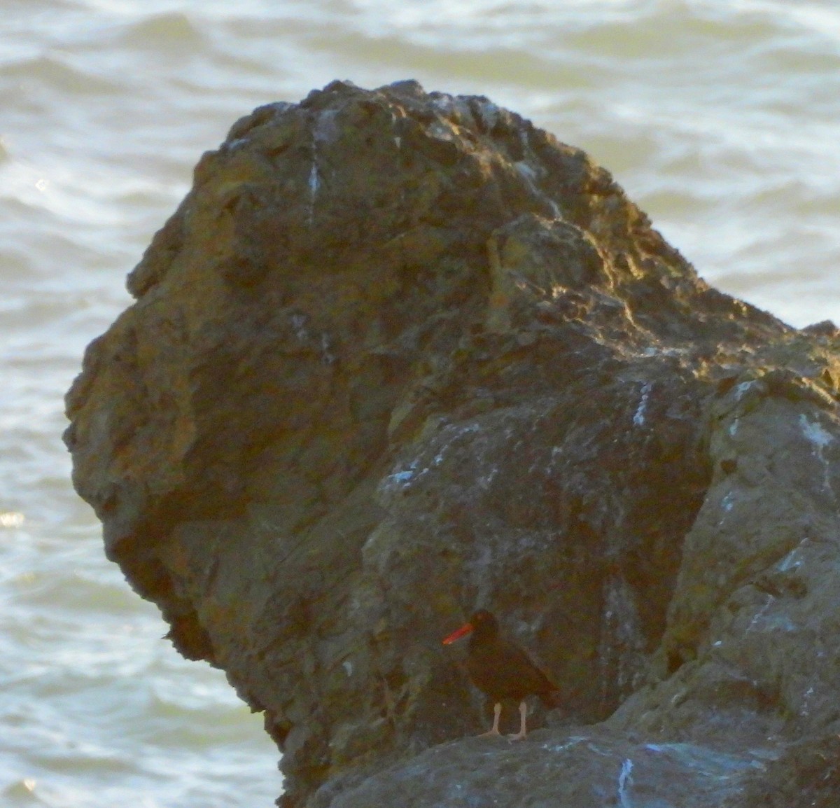 Black Oystercatcher - ML618911788