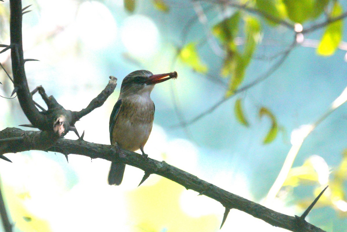 Brown-hooded Kingfisher - Mike Pennington