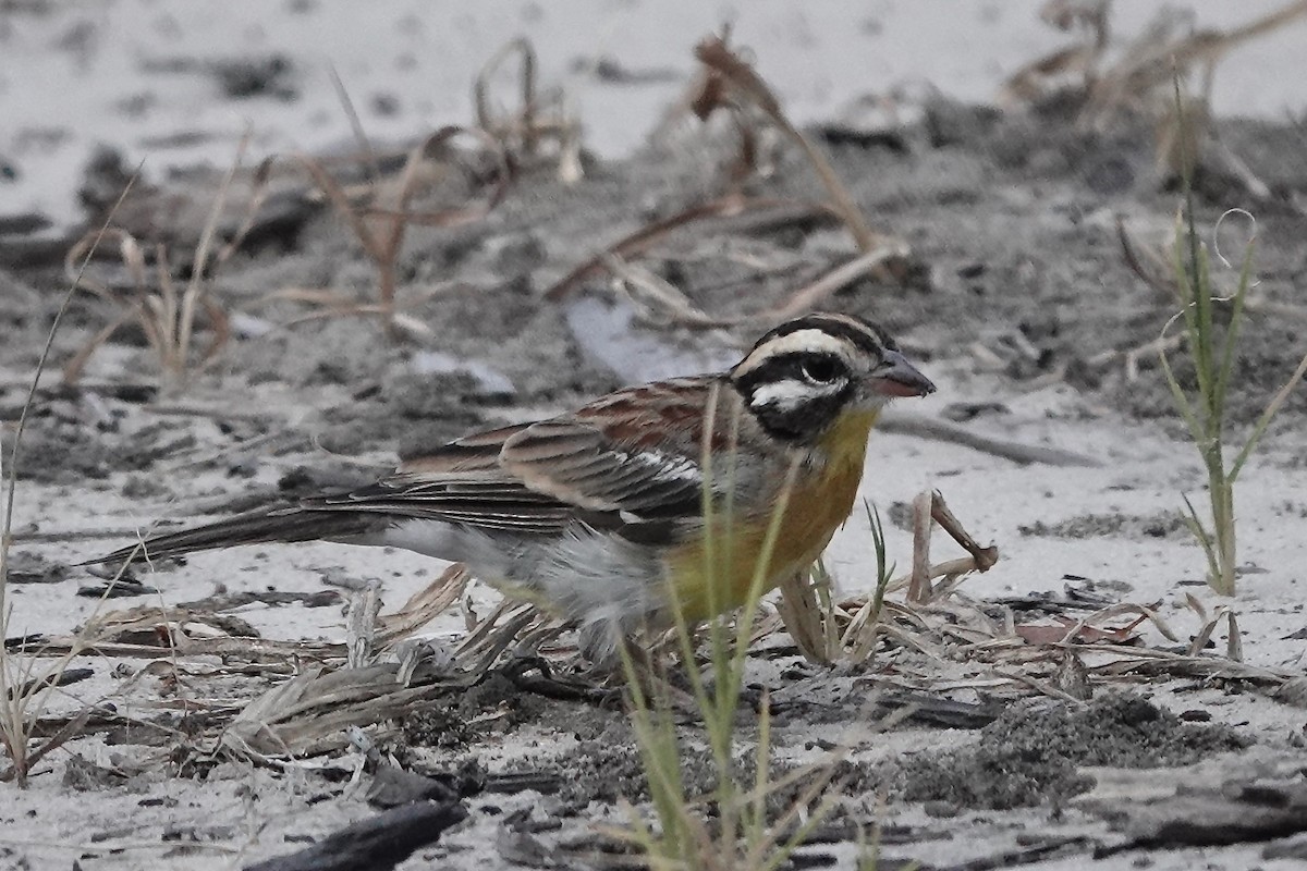 Bruant à poitrine dorée - ML618911824