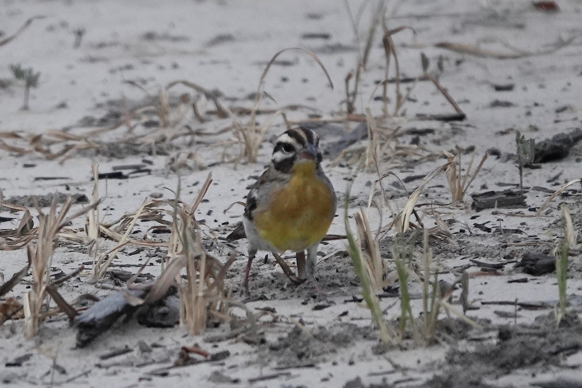 Golden-breasted Bunting - Nancy Baron