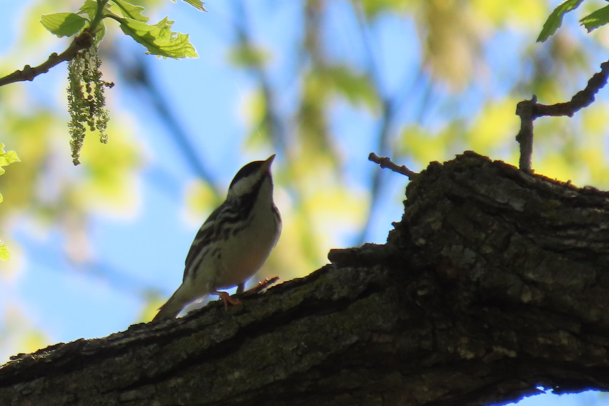 Blackpoll Warbler - Lydia Nelson