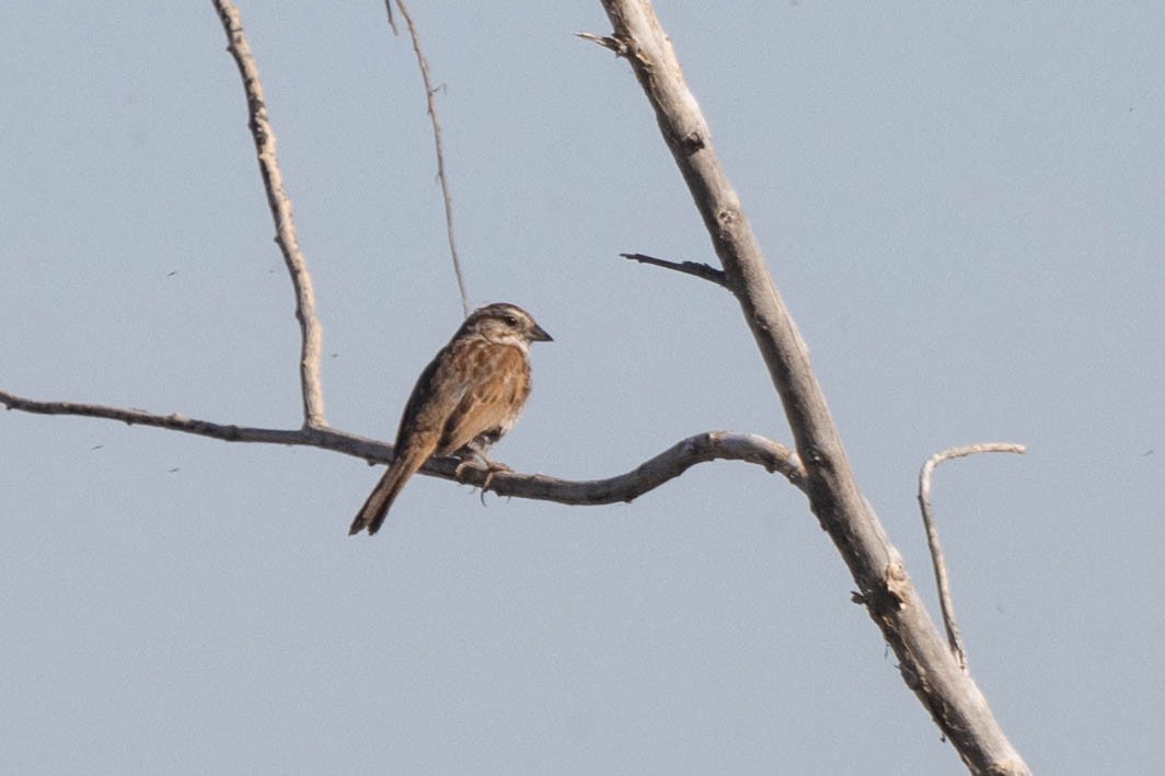 Song Sparrow - Kenny Younger