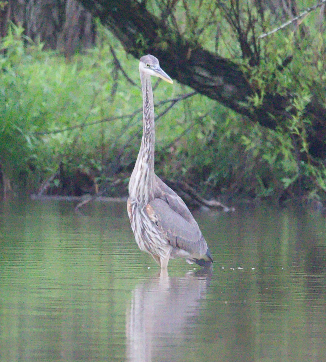 Great Blue Heron - Douglas Baird