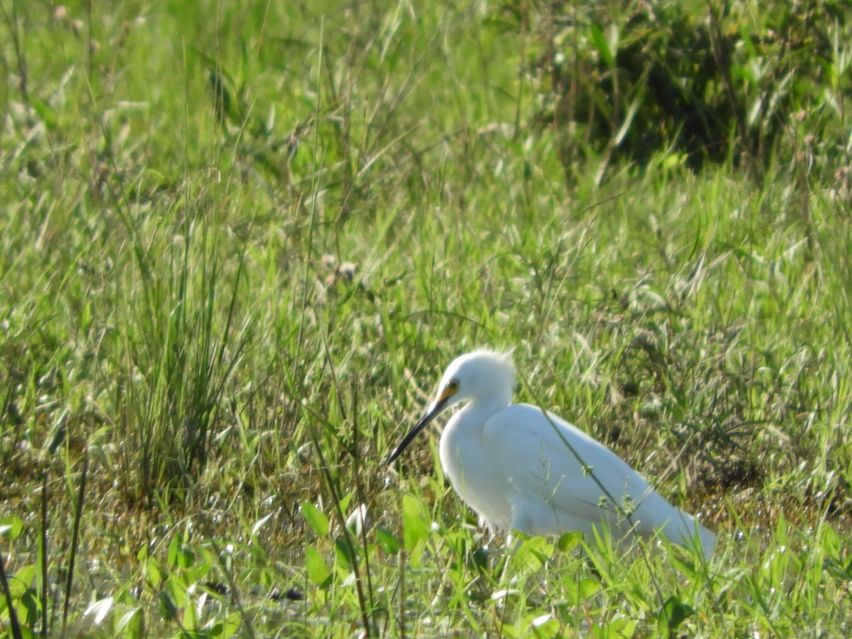 Snowy Egret - Silvia Enggist