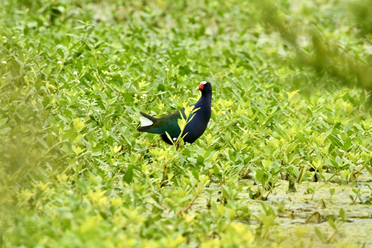 Purple Gallinule - Robert Opperman