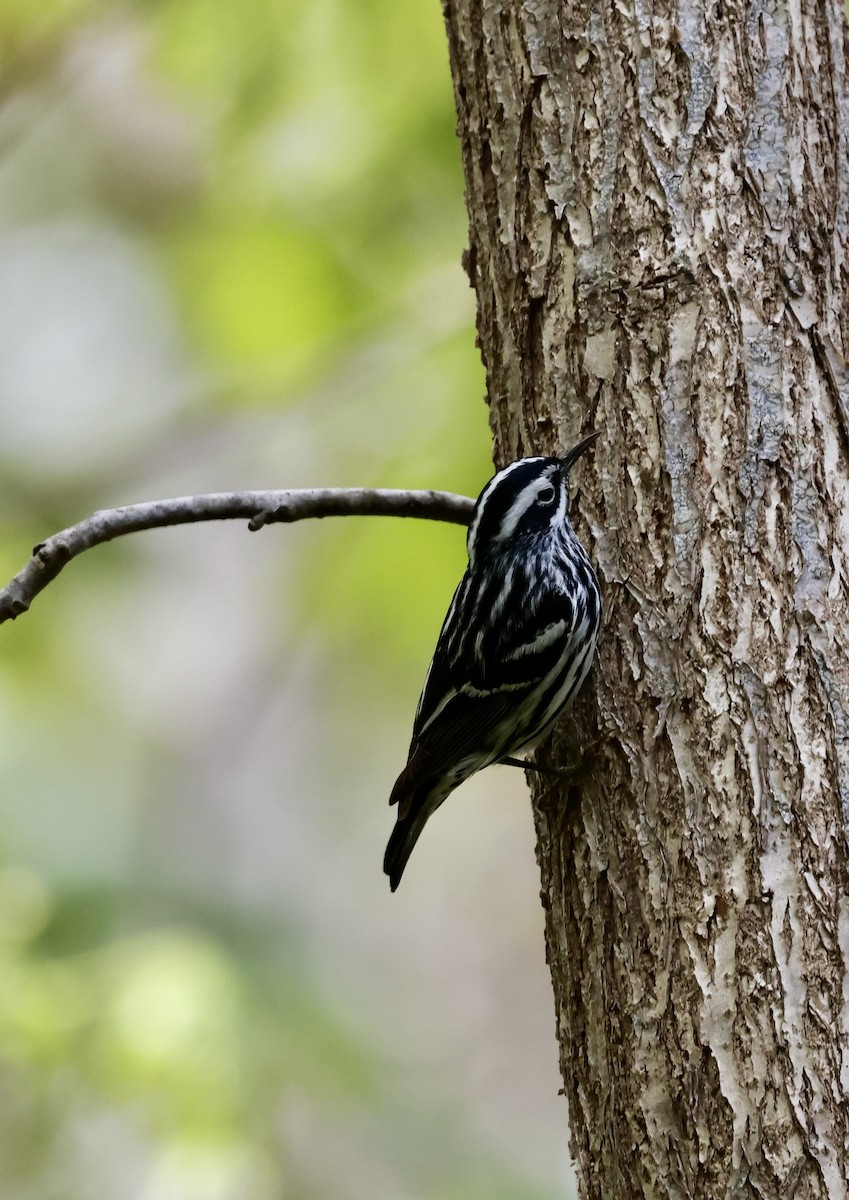 Black-and-white Warbler - Lisa Goodwin