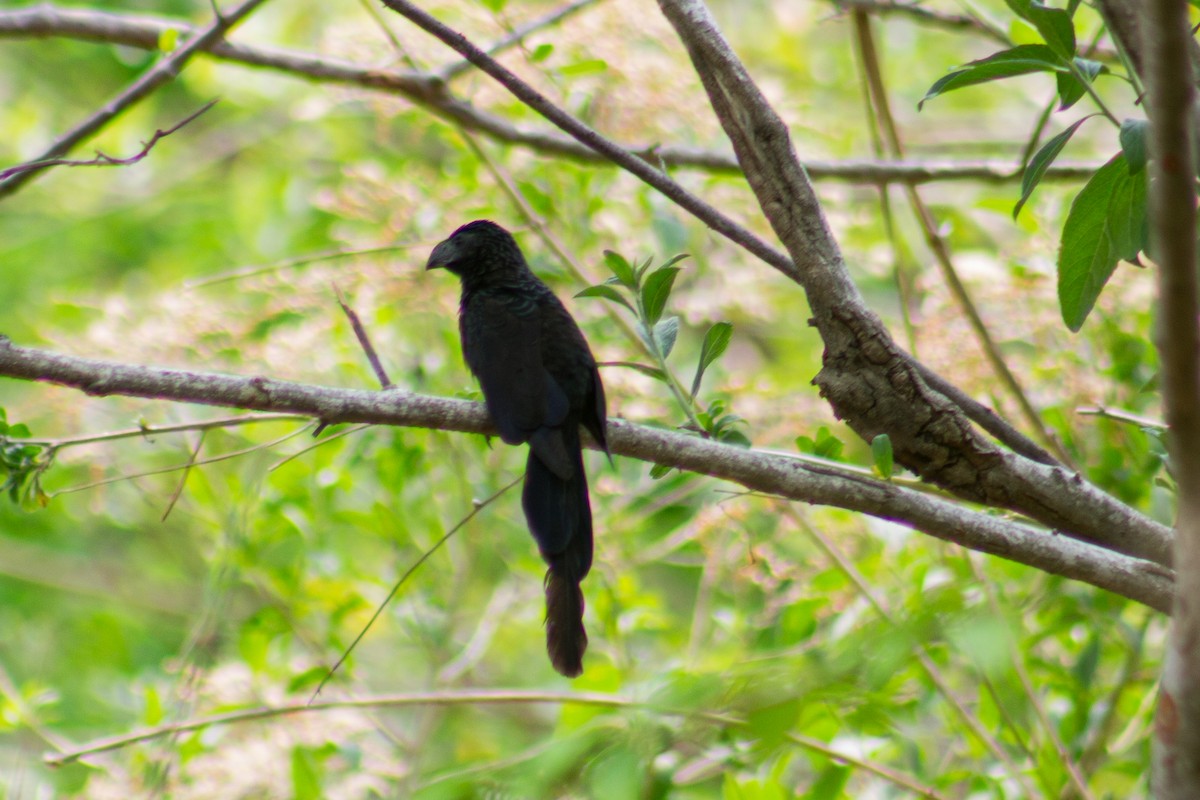 Groove-billed Ani - Adalberto Gonzalez