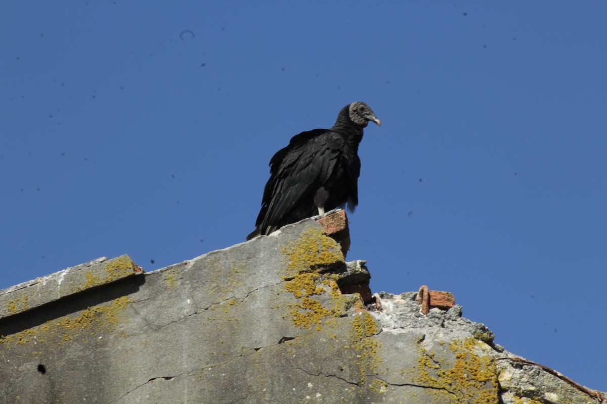 Black Vulture - ML618911876