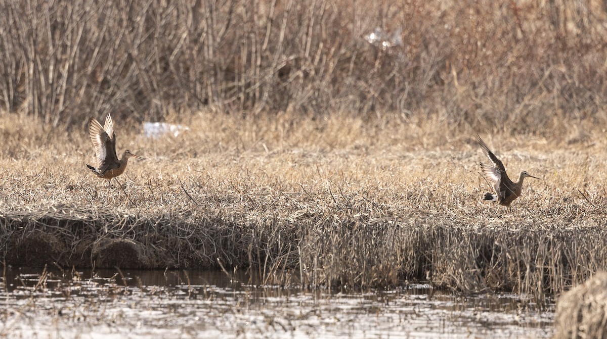 Hudsonian Godwit - ML618911883