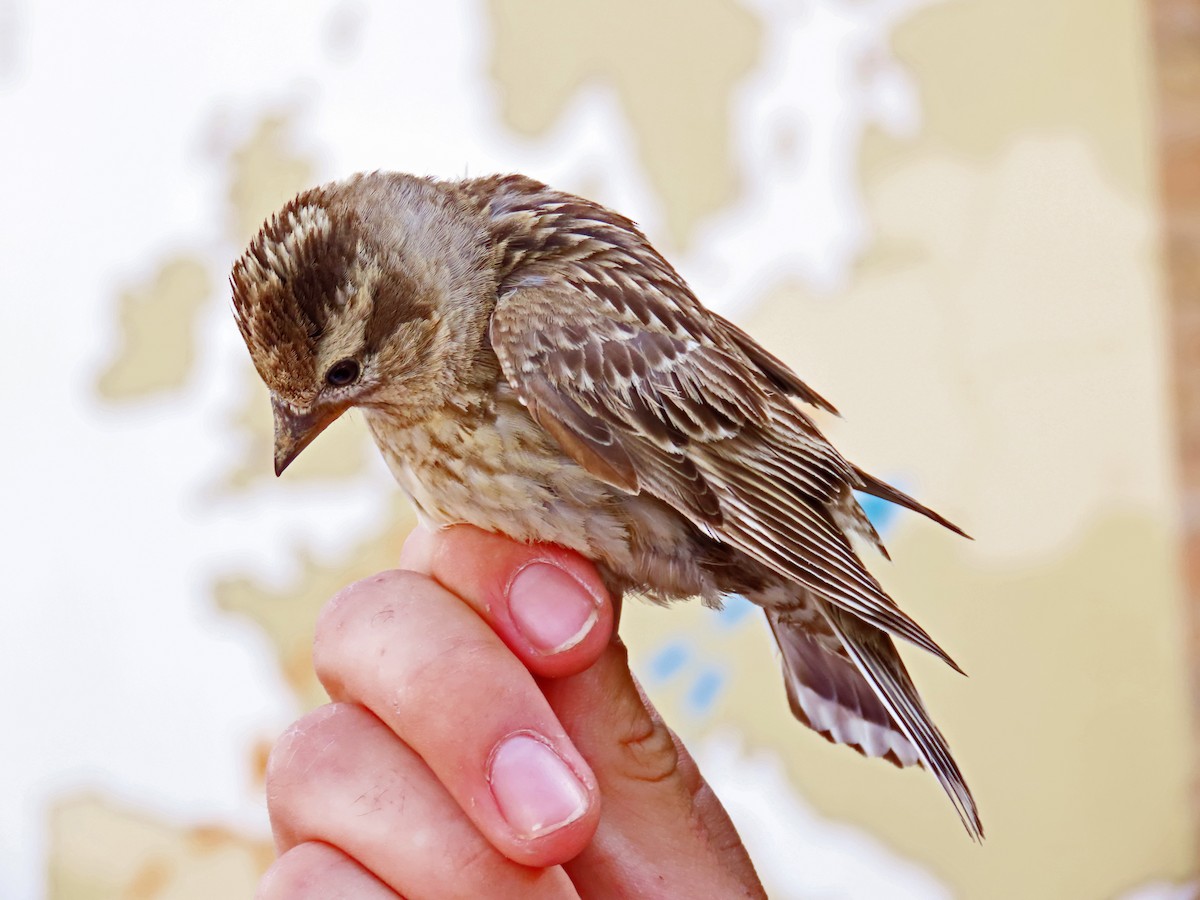 Rock Sparrow - Francisco Javier Calvo lesmes