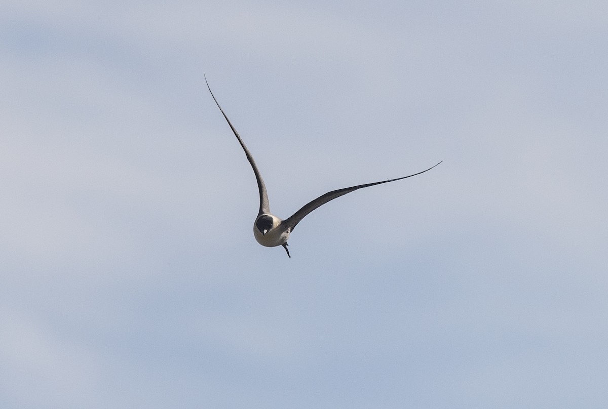 シロハラトウゾクカモメ - ML618911914