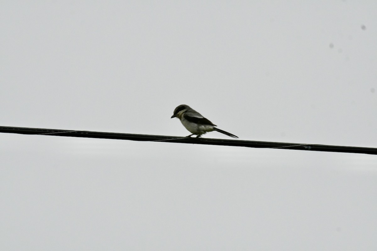 Loggerhead Shrike - Robert Opperman