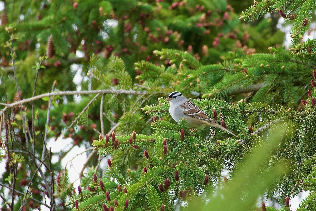 White-crowned Sparrow - ML618911940
