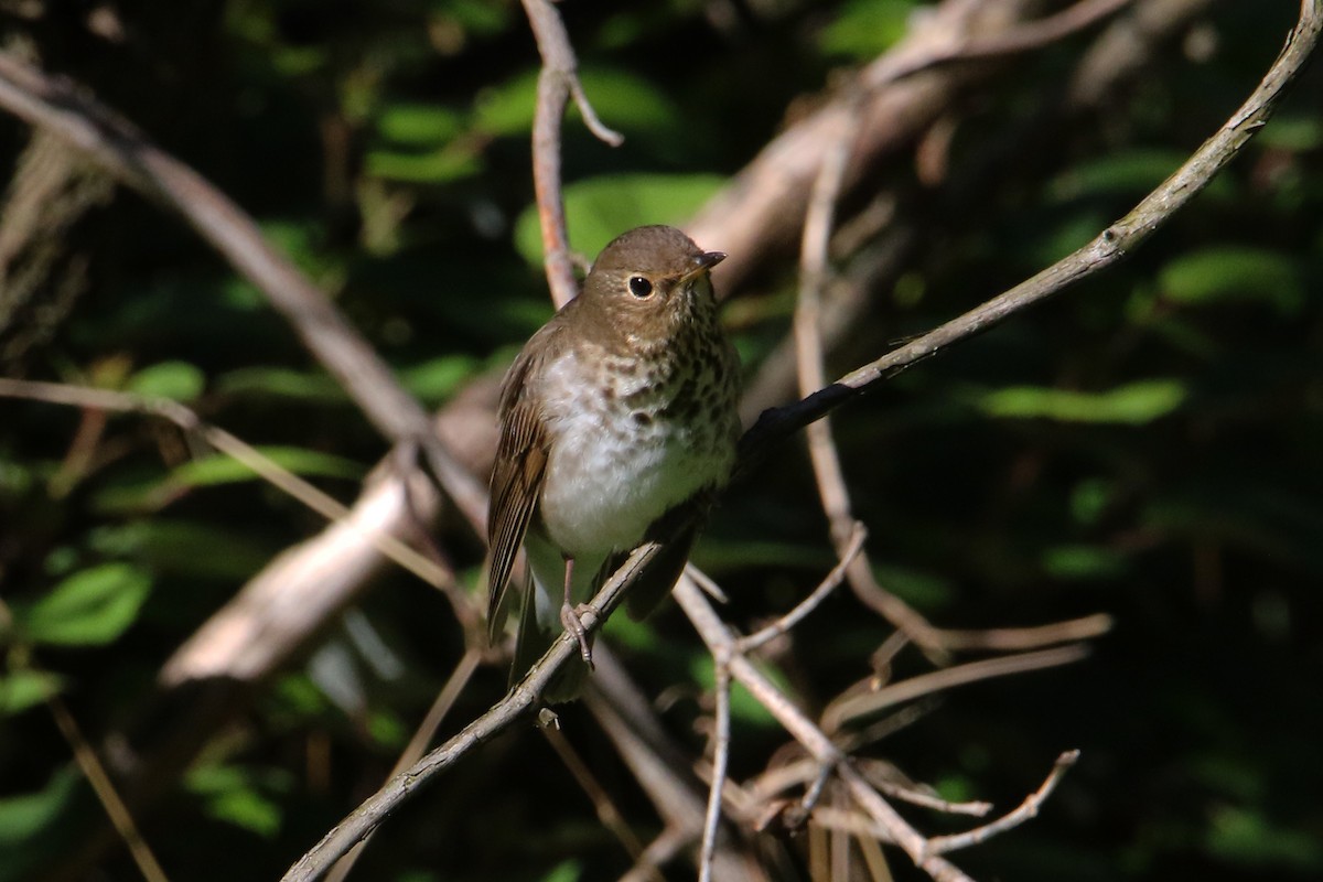 Swainson's Thrush - ML618911941