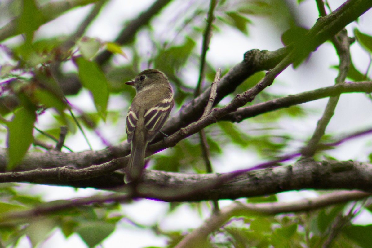 Least Flycatcher - Adalberto Gonzalez