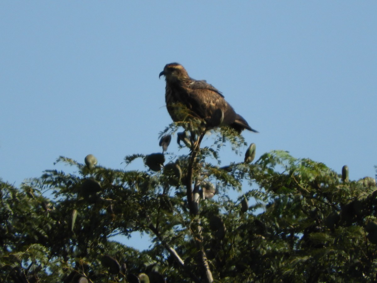 Snail Kite - Silvia Enggist