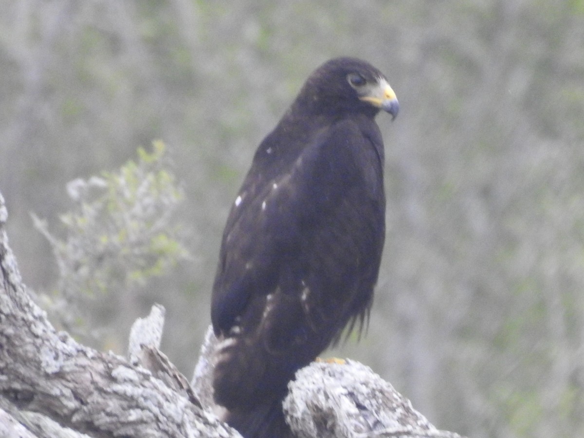 Zone-tailed Hawk - Deena Oungst