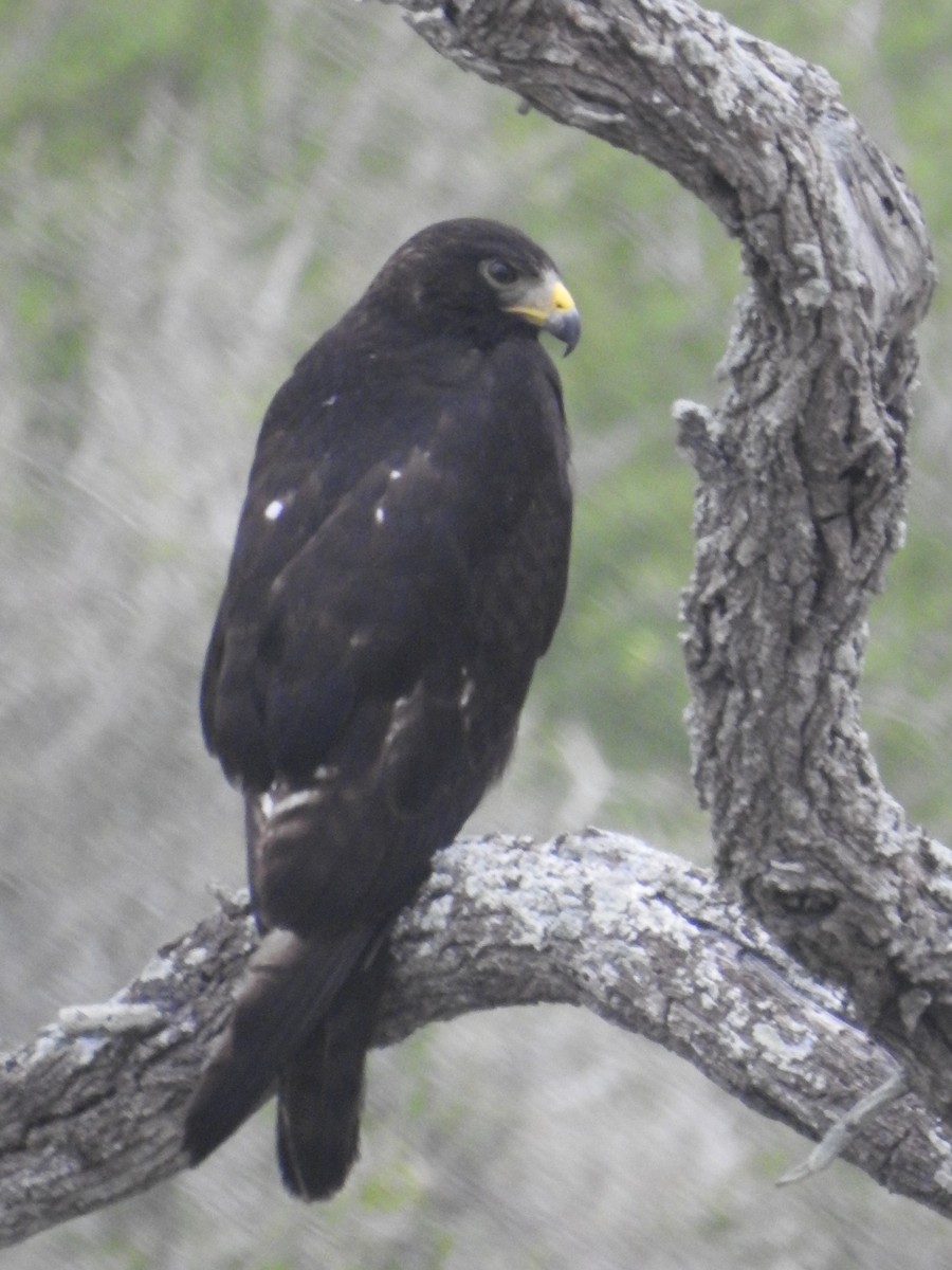 Zone-tailed Hawk - Deena Oungst